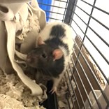 Pretzel