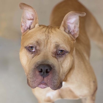 Bucky - Video, Volunteer Pick & Benchwarmer!