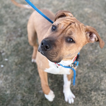 Scooby Doo - Benchwarmer!