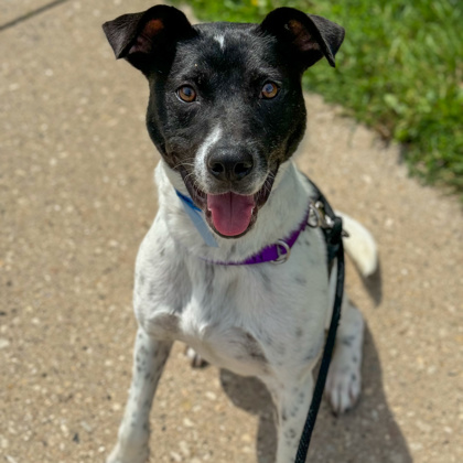 Pedro | Wisconsin Humane Society