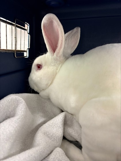 Mr. Bunny