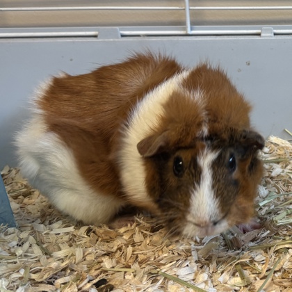 Gerbils - Required Couple