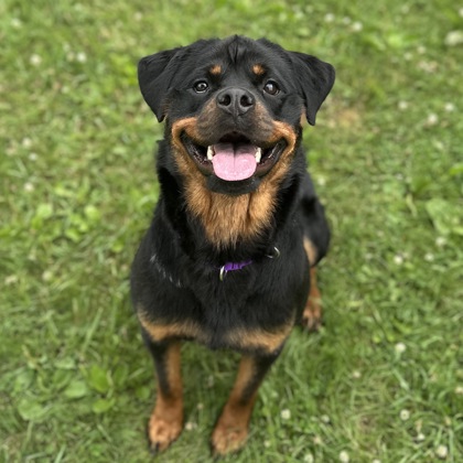 Lily-Benchwarmer!
