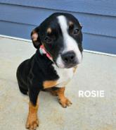 Rosie