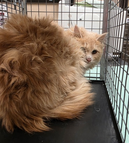 Mi Amor - Working Cat!