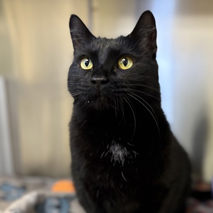 Milo