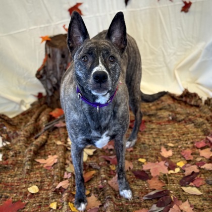 Remy - Staff Pick & Benchwarmer!