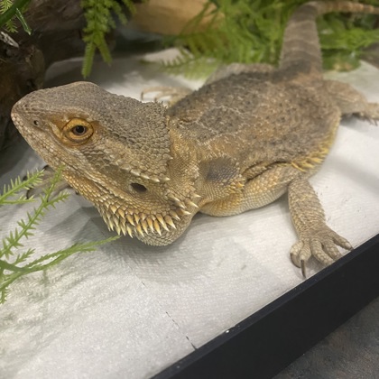 Taco