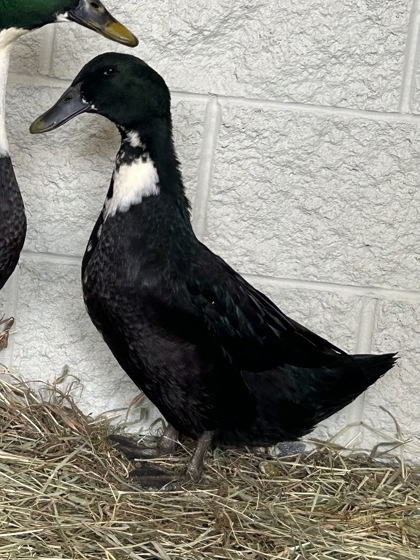 "Ducky" - Required Couple with Huey!