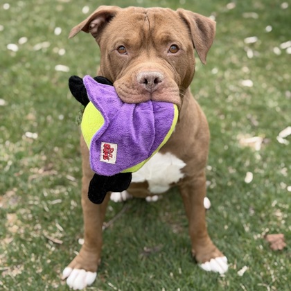 Simba - Benchwarmer!