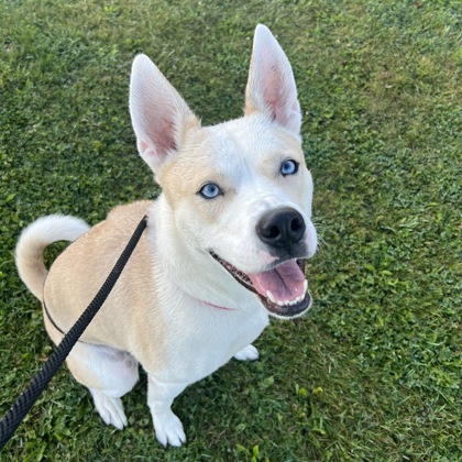 Blue - Volunteer Pick & Benchwarmer!