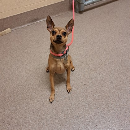 Newt -Adoption Hold!