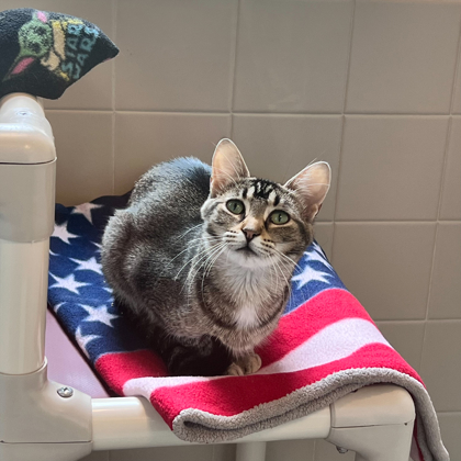 Tabby