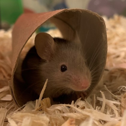 Bert-Available from Foster!
