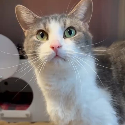 Pickles - Staff Pick & Video!