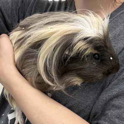 Milo