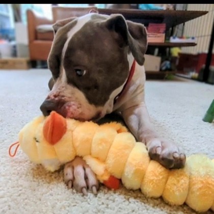 Bella - Video & Volunteer Pick!