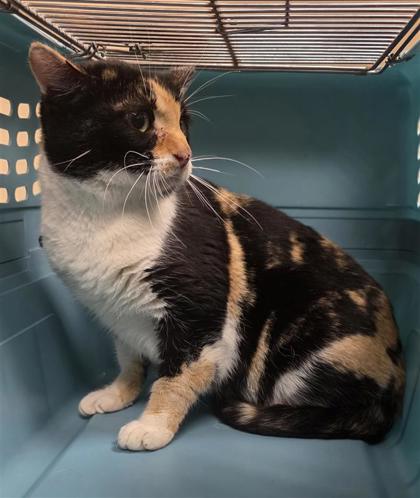 Starr - Working Cat!