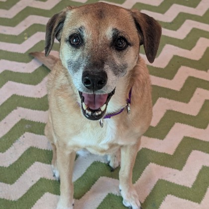 Sophie-Volunteer Pick!