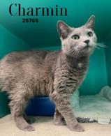 Charmin
