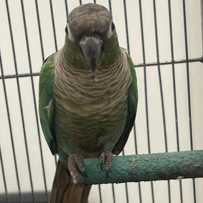 Sage