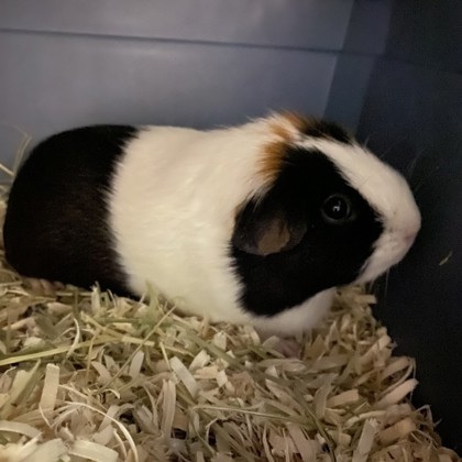 Pennie