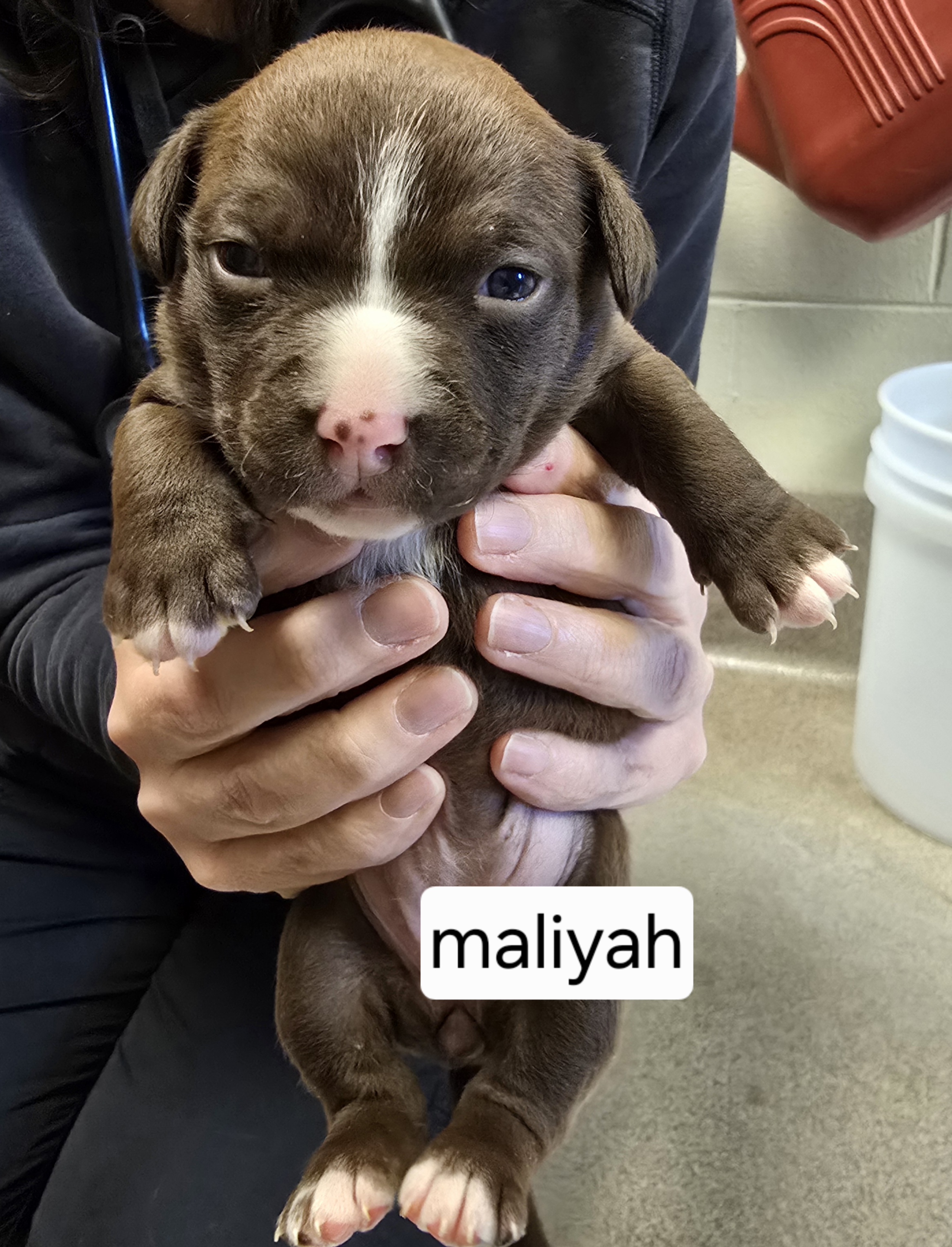 Maliyah