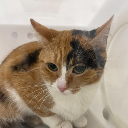 Tabaxi