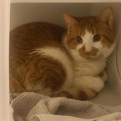 Colby - Required Pair!