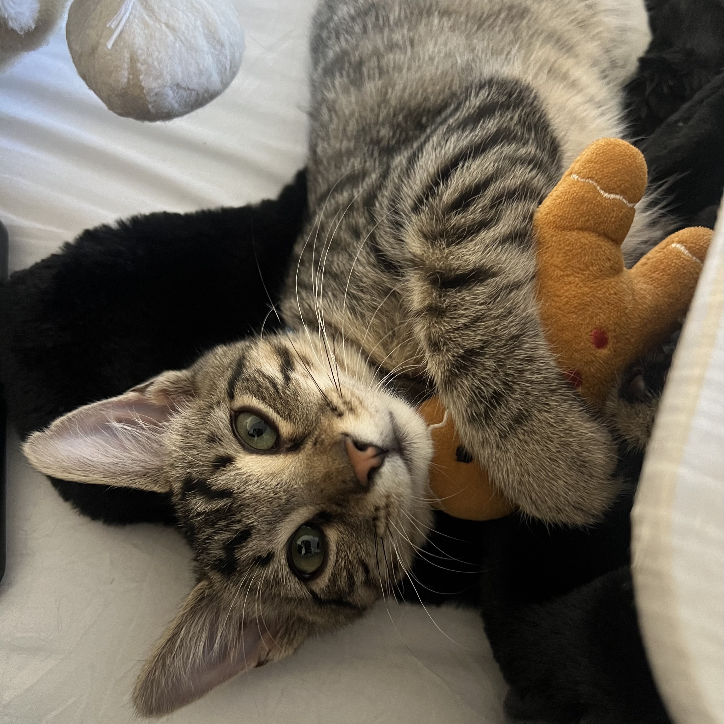 Frupps Wisconsin Humane Society