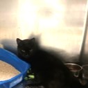 Milo