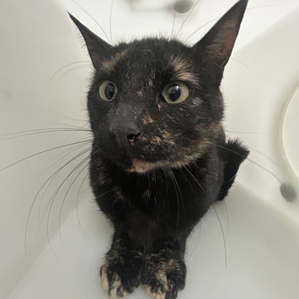 Crostini - Working Cat!