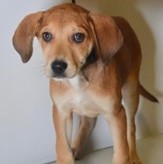 Rani - Featured Pet!