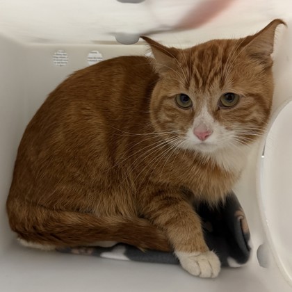 "Rishang" - Adoption Hold!