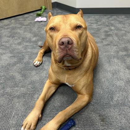 Hooch - Video & Volunteer Pick!