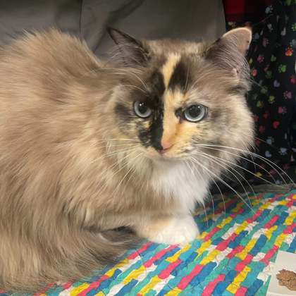 Rosie