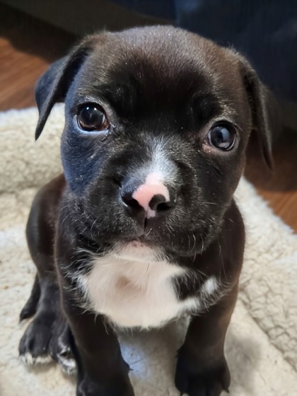 Jeremiah - Available Fri. Mar. 13 @  1pm