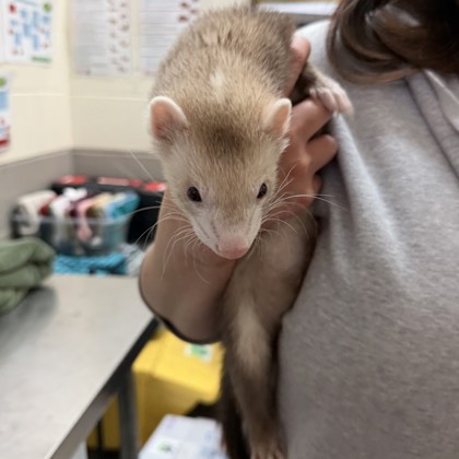 Taz - Required Pair!