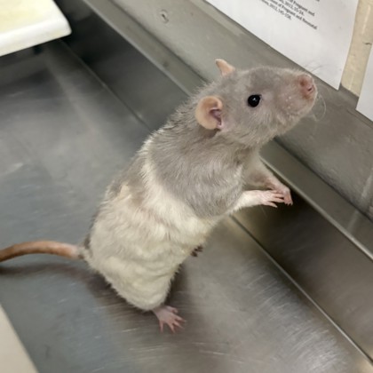 Snow- Required Pair!