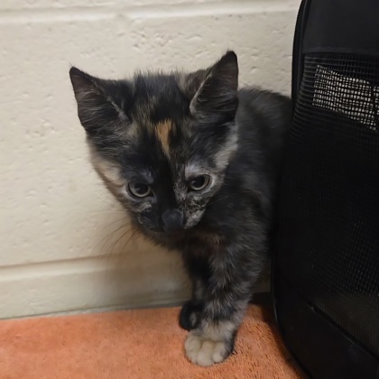 "Glitter" - Adoption Hold!