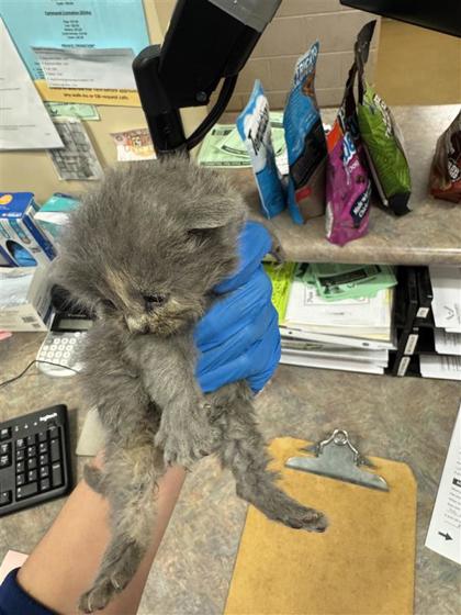 Tulip