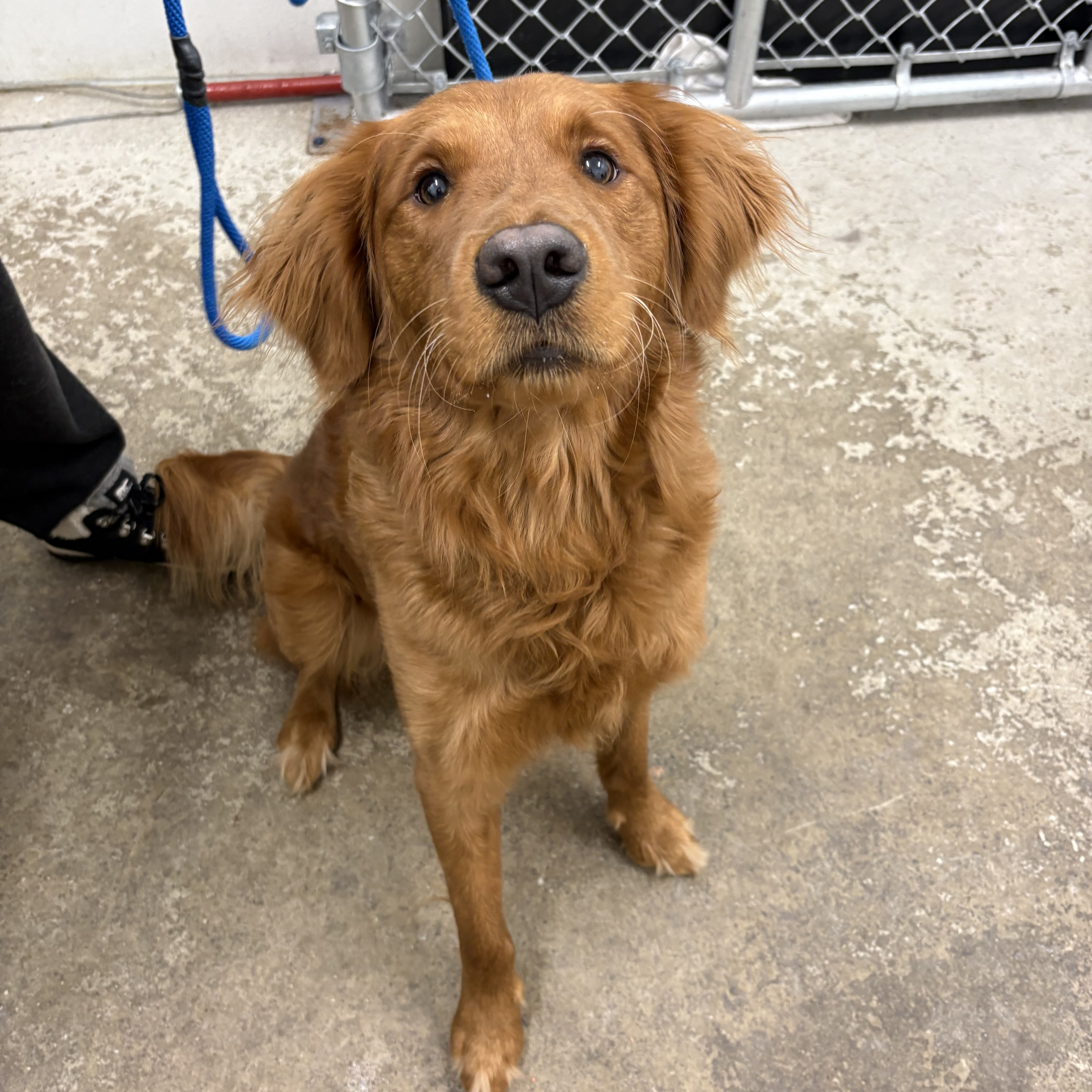 "Cider"- Adoption hold!