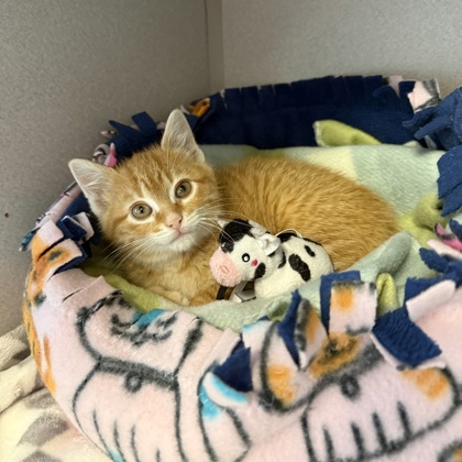 “Custard”- Adoption HoldHold