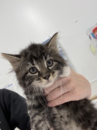 Boo