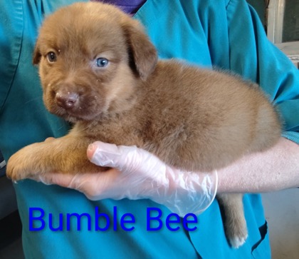 Bumble Bee