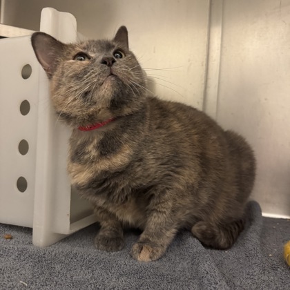 Daphne