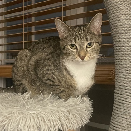 Scratch - Required Couple