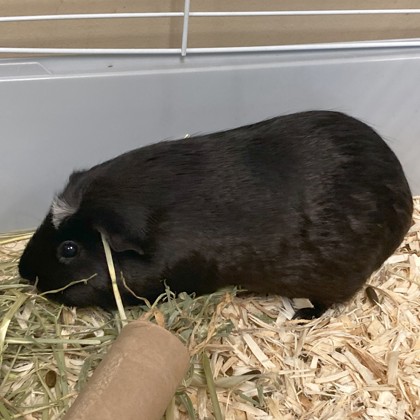 Oreo