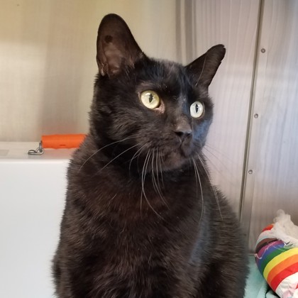 Panther