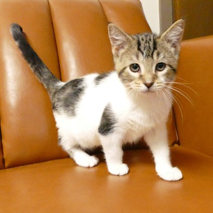 Mr. Meowski